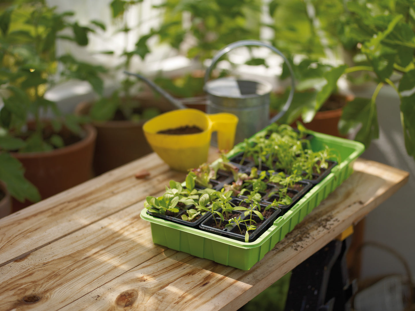 Minidrivhus med krukinsatser Large