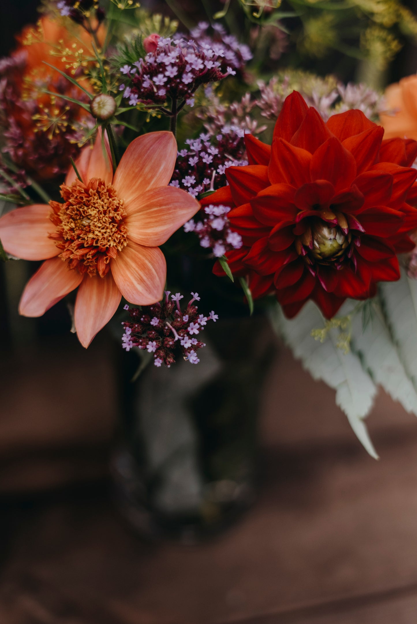 Dahlia "Totally Tangerine"
