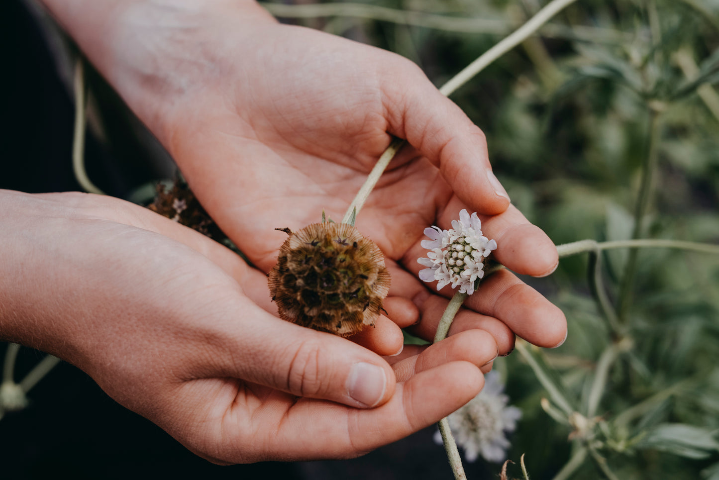 Stjärnvädd, Paper moon