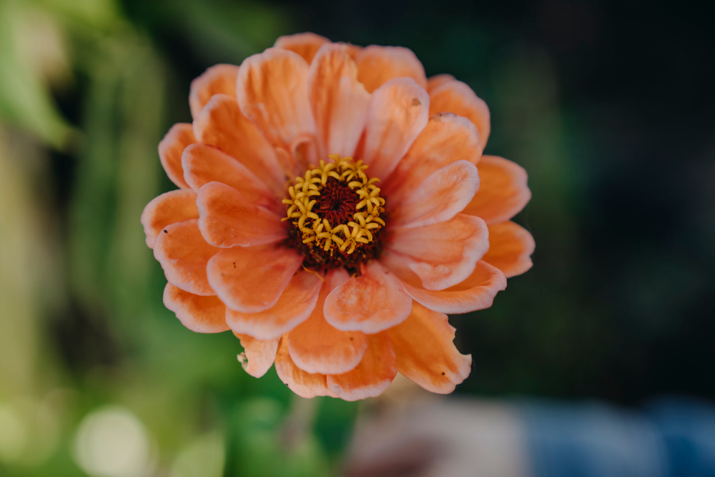 Zinnia, Hög blandade färger