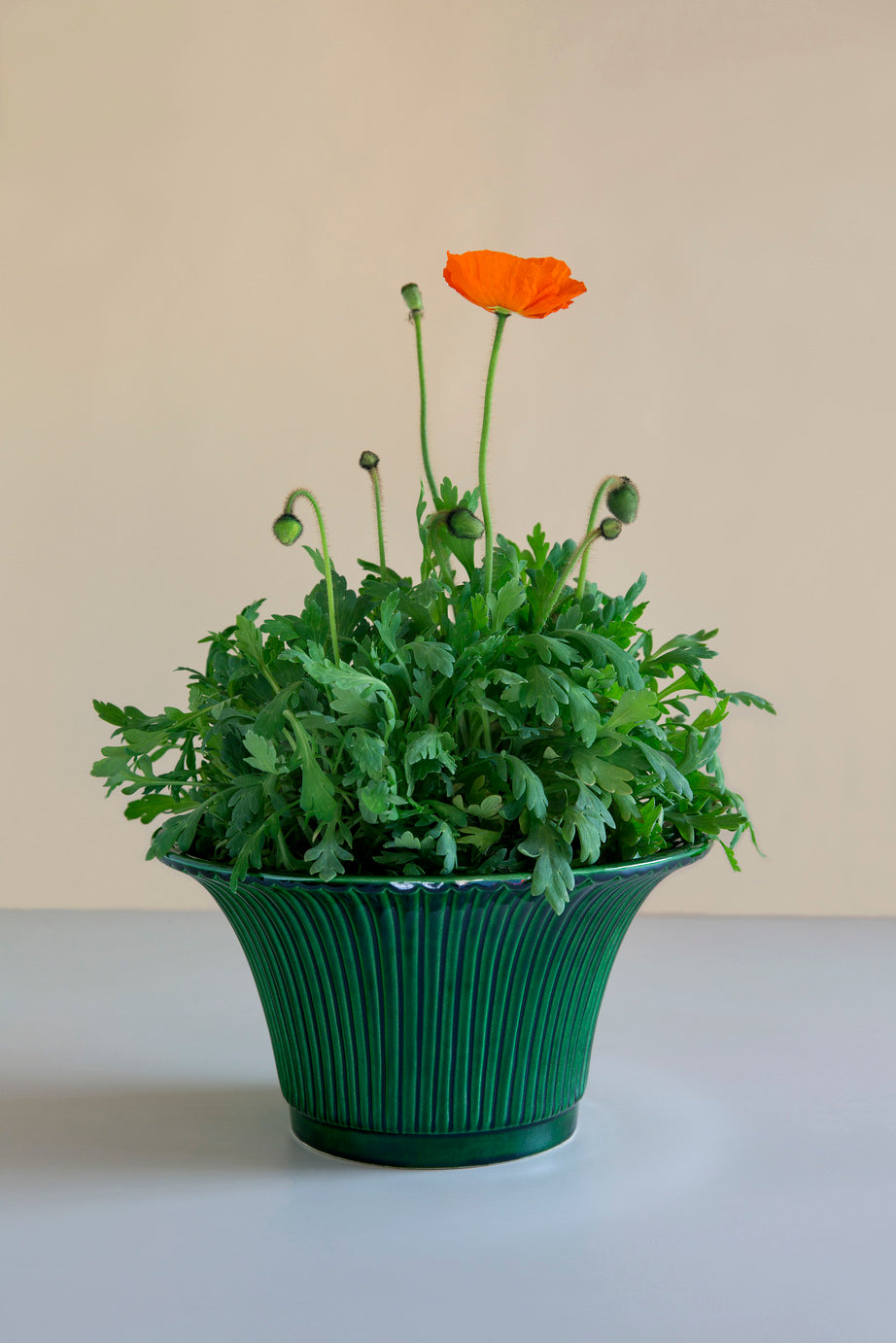 Daisy potta Emerald Green