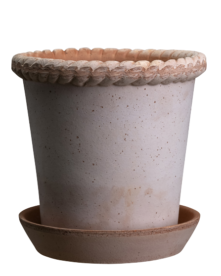 Emilia Rosa