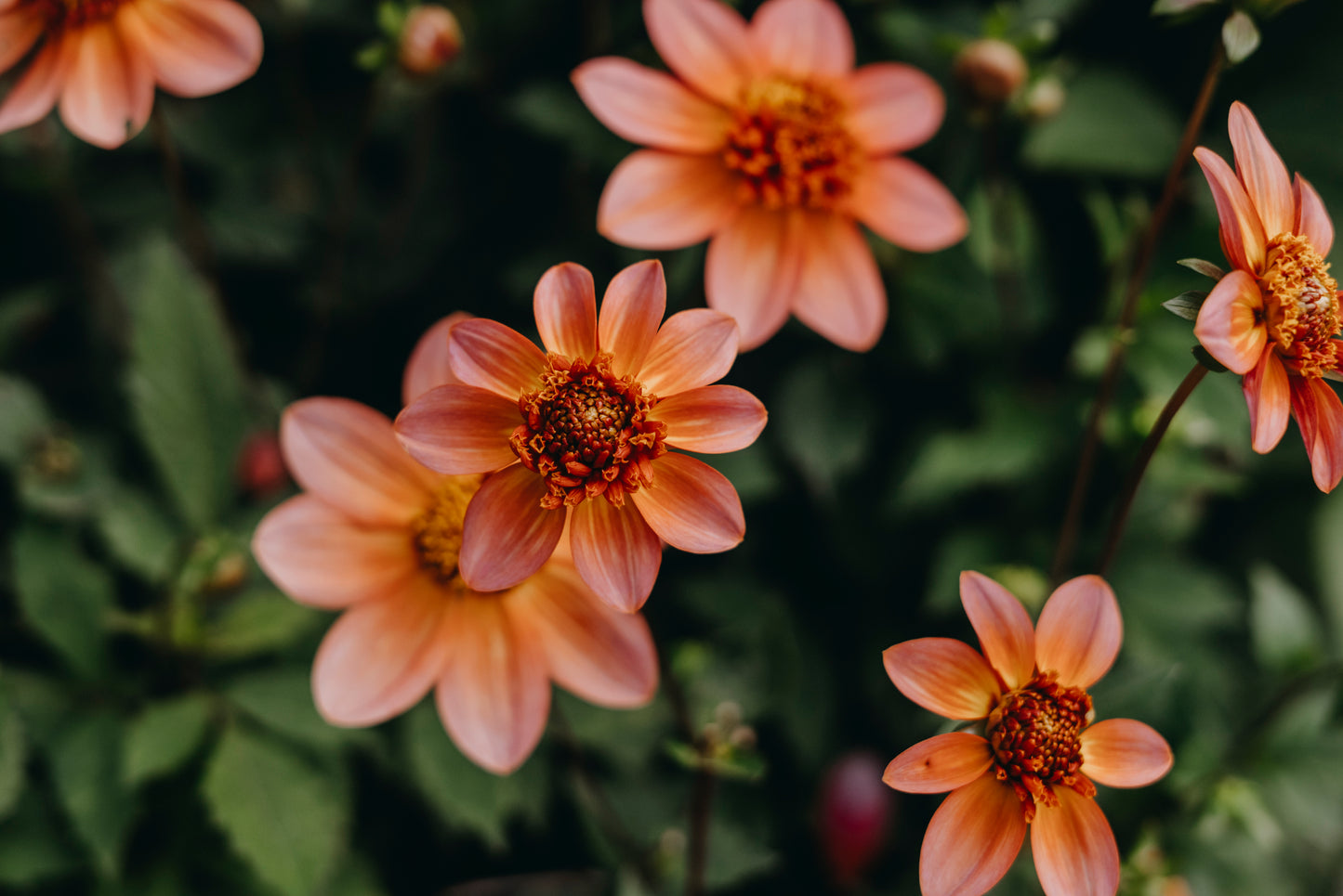 Dahlia "Totally Tangerine"