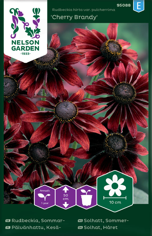 Sommar Rudbeckia, 'Cherry Brandy'